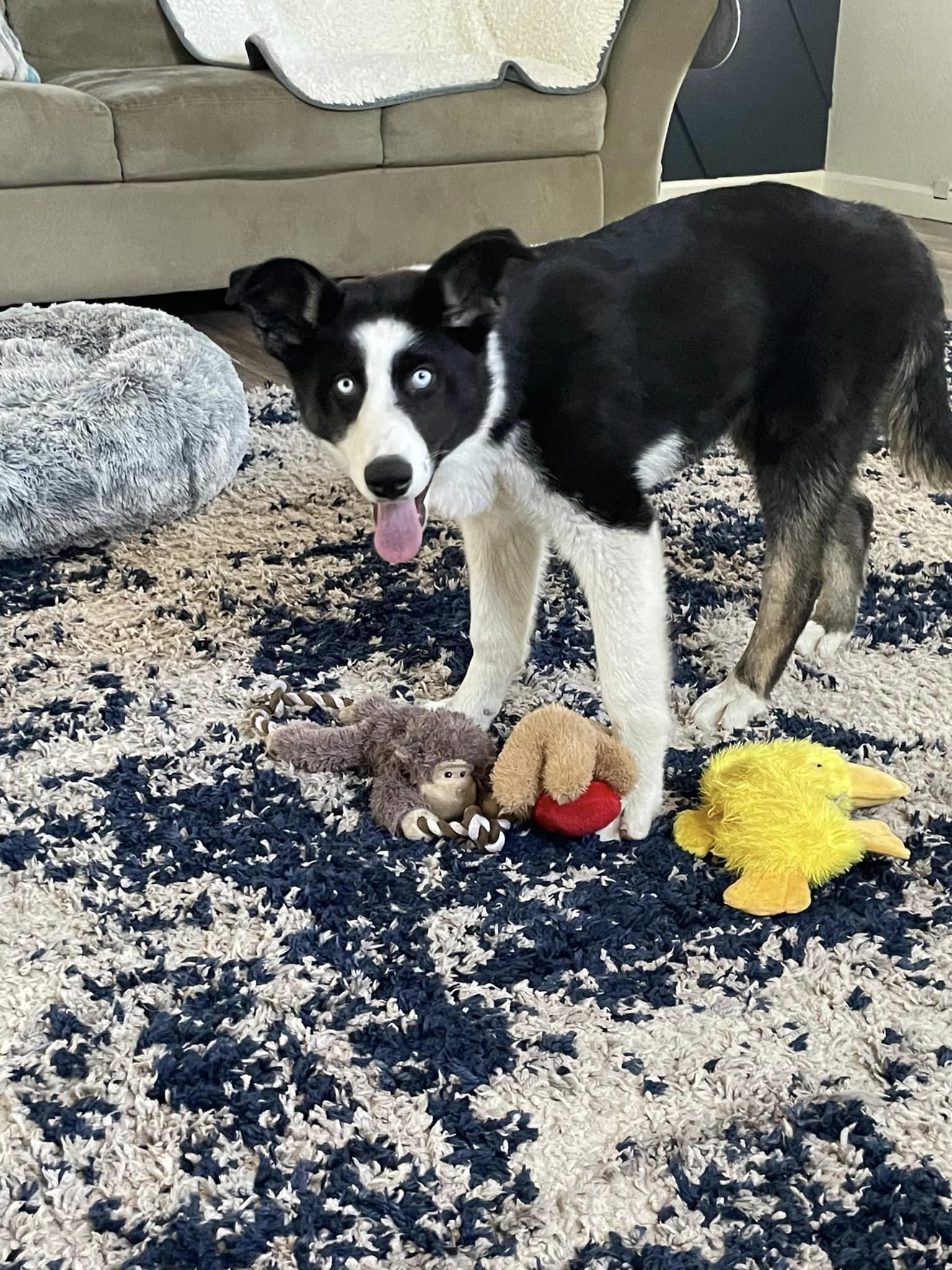 Nebula, an adoptable Husky in Castle Dale, UT, 84513 | Photo Image 6