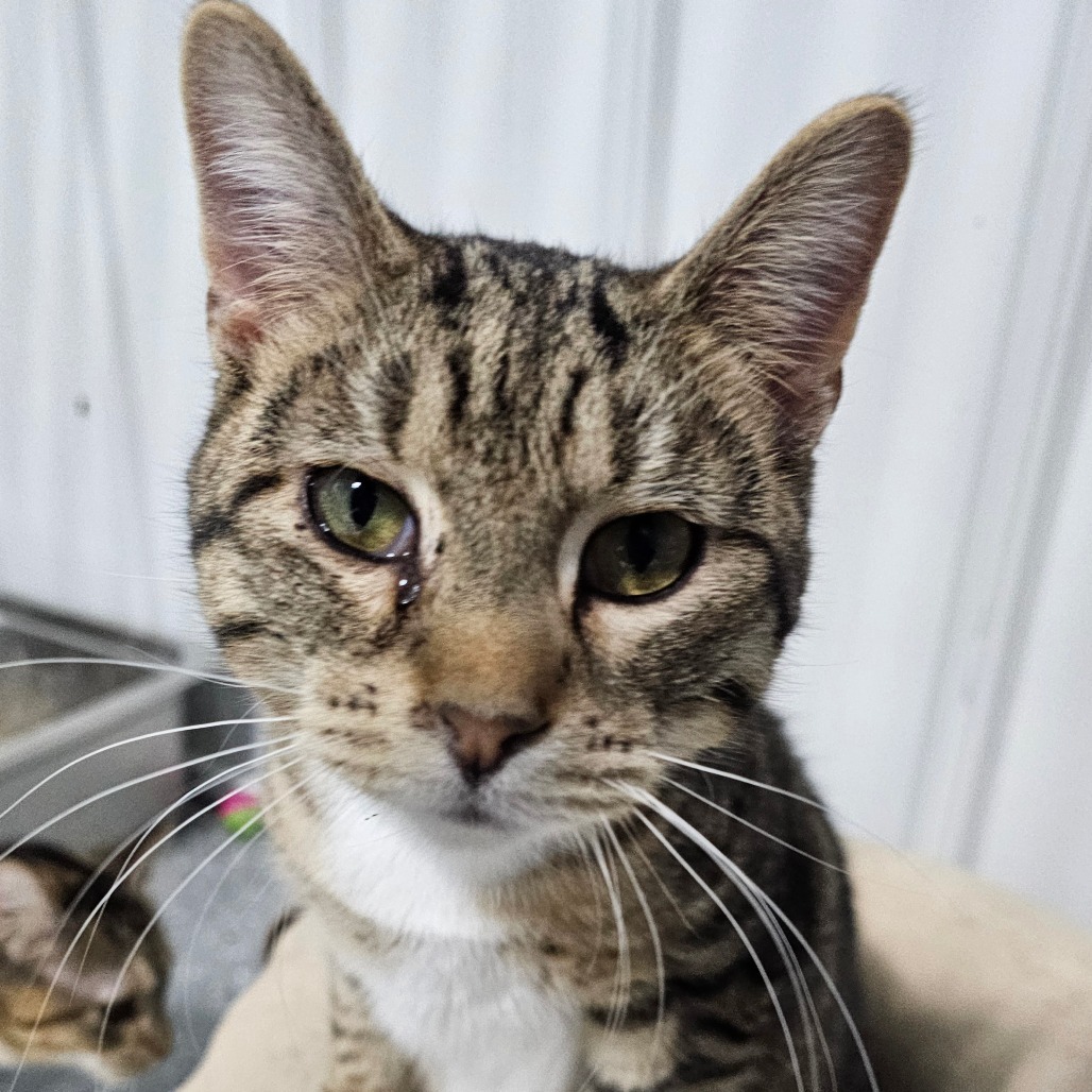Sprite, an adoptable Domestic Short Hair in Grinnell, IA, 50112 | Photo Image 1