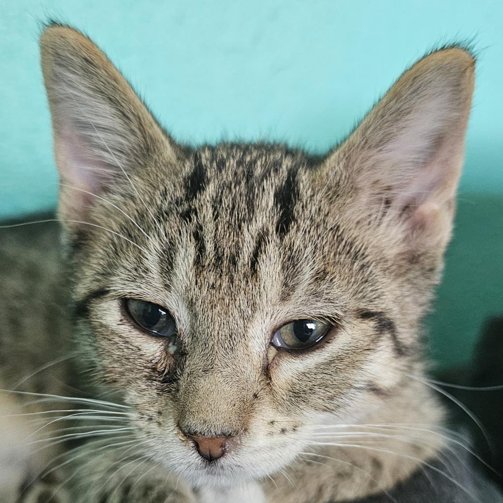 Sprite, an adoptable Domestic Short Hair in Grinnell, IA, 50112 | Photo Image 2