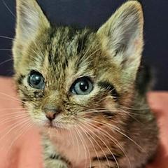 Sprite, an adoptable Domestic Short Hair in Grinnell, IA, 50112 | Photo Image 3