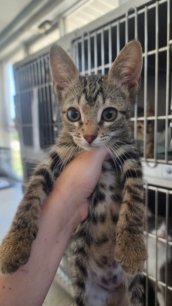 Timmy, an adoptable Domestic Short Hair in Brownwood, TX, 76801 | Photo Image 1