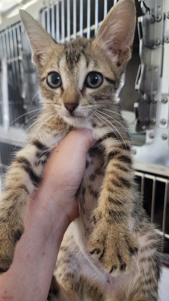 Turner, an adoptable Domestic Short Hair in Brownwood, TX, 76801 | Photo Image 1