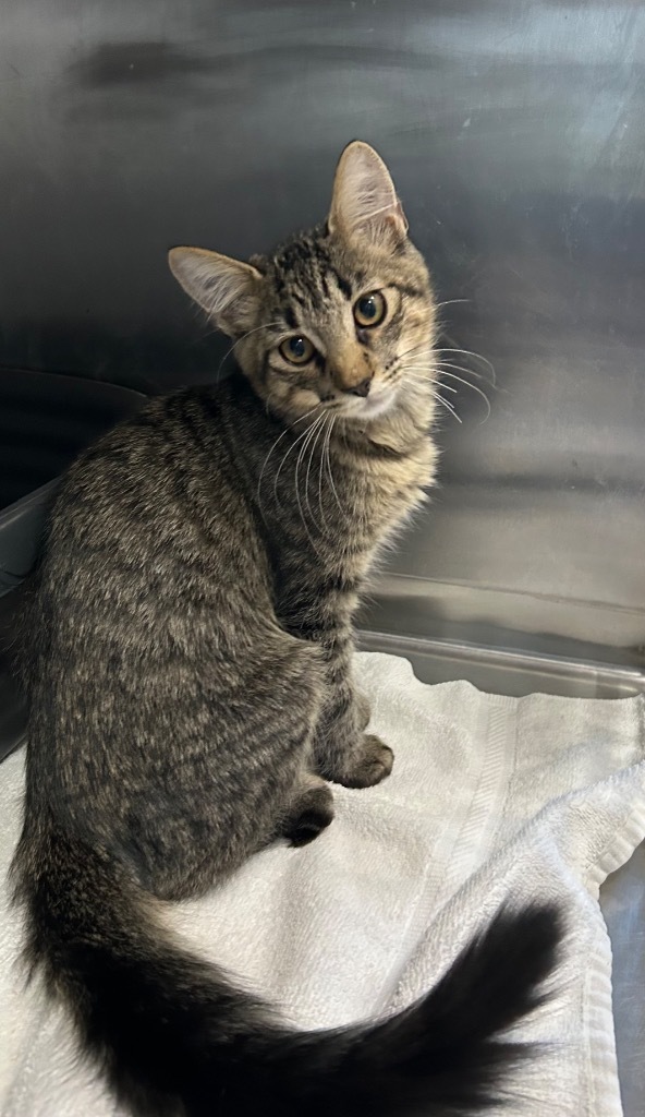 Nickel, an adoptable Domestic Medium Hair in Cottonwood, AZ, 86326 | Photo Image 1