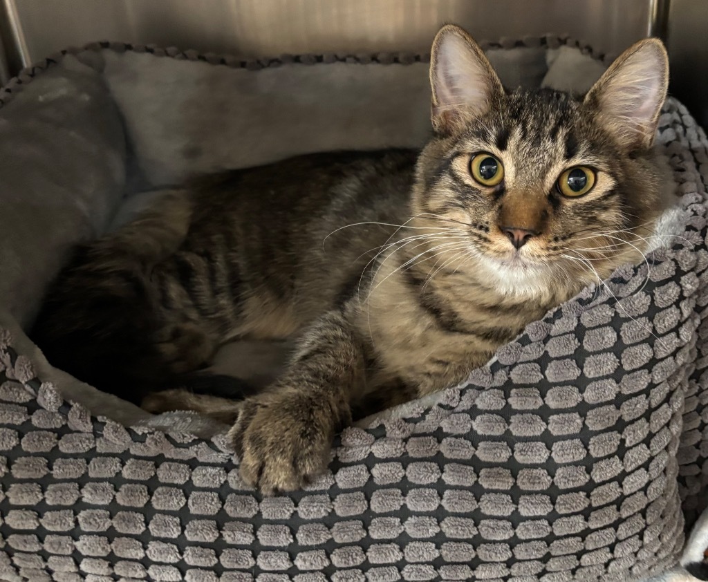 Nickel, an adoptable Domestic Medium Hair in Cottonwood, AZ, 86326 | Photo Image 2