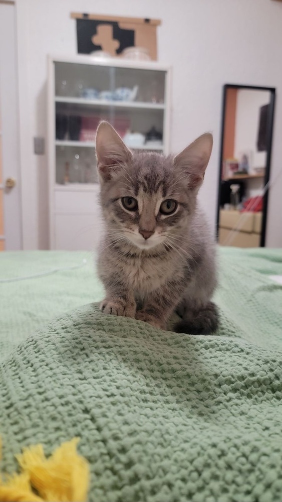 Lucas, an adoptable Tabby in Frankfort, MI, 49635 | Photo Image 2