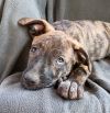 Parvati-good candidate for therapy pooch photo 1