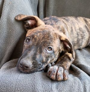 Parvati-good candidate for therapy pooch, Young Male Terrier