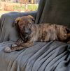 Parvati-good candidate for therapy pooch photo 2