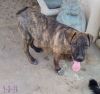 Parvati-good candidate for therapy pooch photo 3