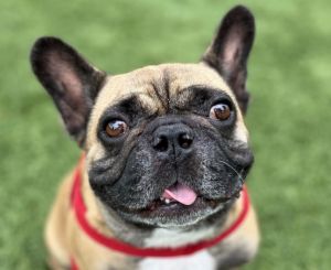 Boomer - Adopt Me!, Adult Male French Bulldog