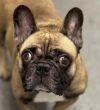 Boomer - Adopt Me! photo 2