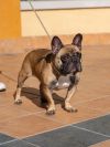 Boomer - Adopt Me! photo 3