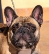 Boomer - Adopt Me! photo 5