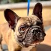 Boomer - Adopt Me! photo 6