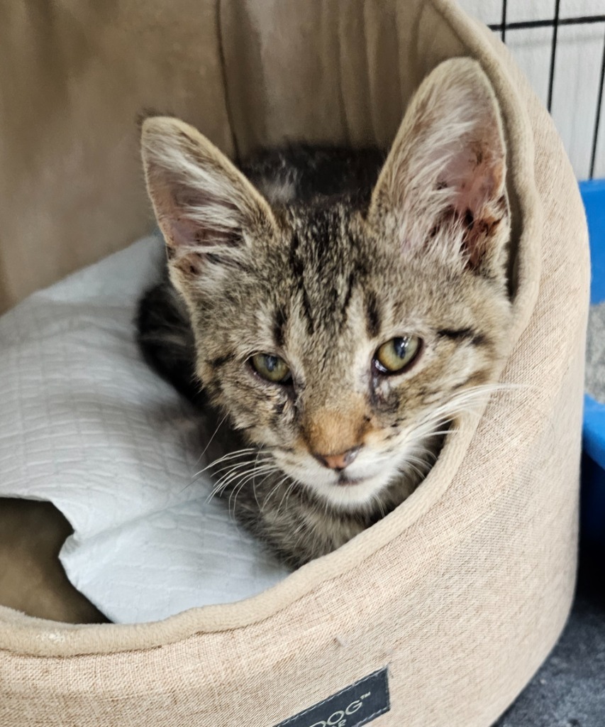 Beetle, an adoptable Domestic Short Hair in Redwood Falls, MN, 56283 | Photo Image 1