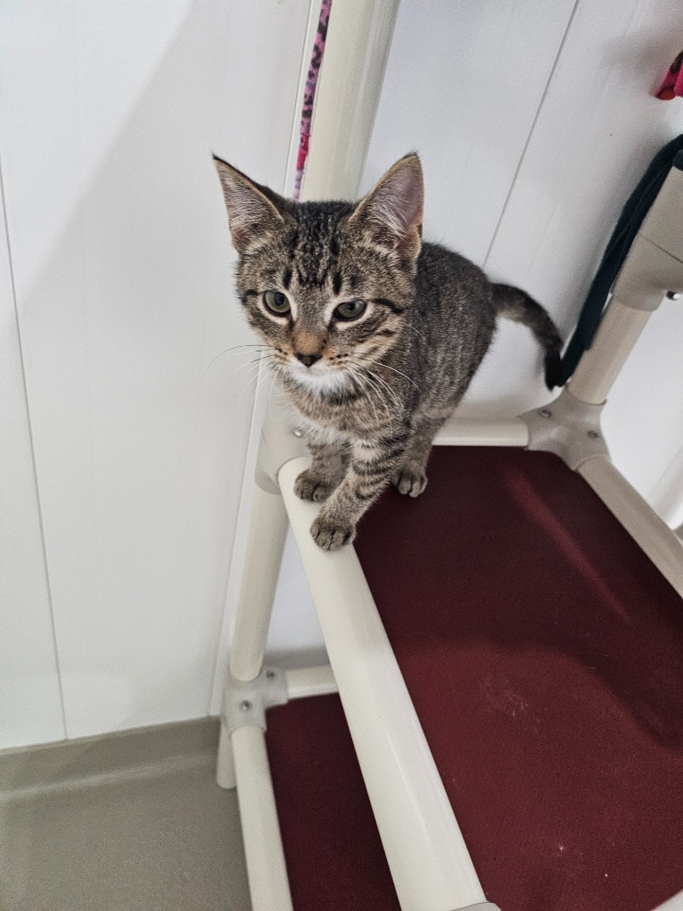 Rebel, an adoptable Domestic Short Hair in Redwood Falls, MN, 56283 | Photo Image 3