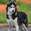 Loki photo 1