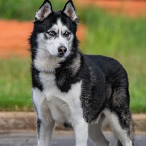 Loki, Senior Male Husky