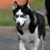 Loki photo 2