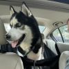 Loki photo 4