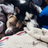Loki photo 5