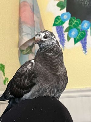 This little cutie is named Nippi Nippi is whats known as an Oops Baby An oops baby is a pigeon