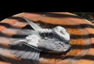 Gorgeous George shown here luxuriously floating in his bath is willing to grace you with his prese