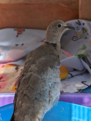 Heidi is a Eurasian Collared dove who found her way to Medical Center for Birds with a wing injury 