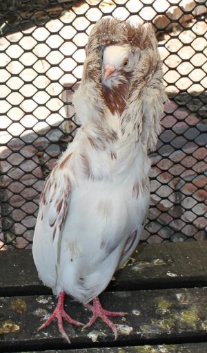 Dante is a very striking bird but beauty comes at a cost His dramatic feathers around his head is 