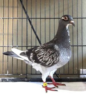 Hydra was rescued by a very kind citizen who had recently learned about Palomacys work and the magi