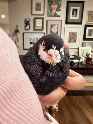 Boba is an adorable and compact little pigeon called a Roller These birds are smaller than feral pi