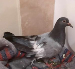 Slinky Pigeon Bird