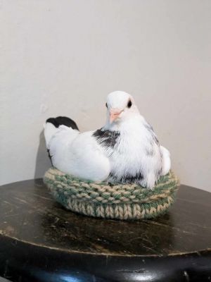 Beautiful domesticated pigeon Elsa was rescued from the middle of a busy road where a kind driver sa