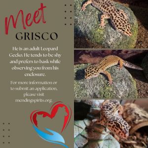 Grisco, Adult Male unknown