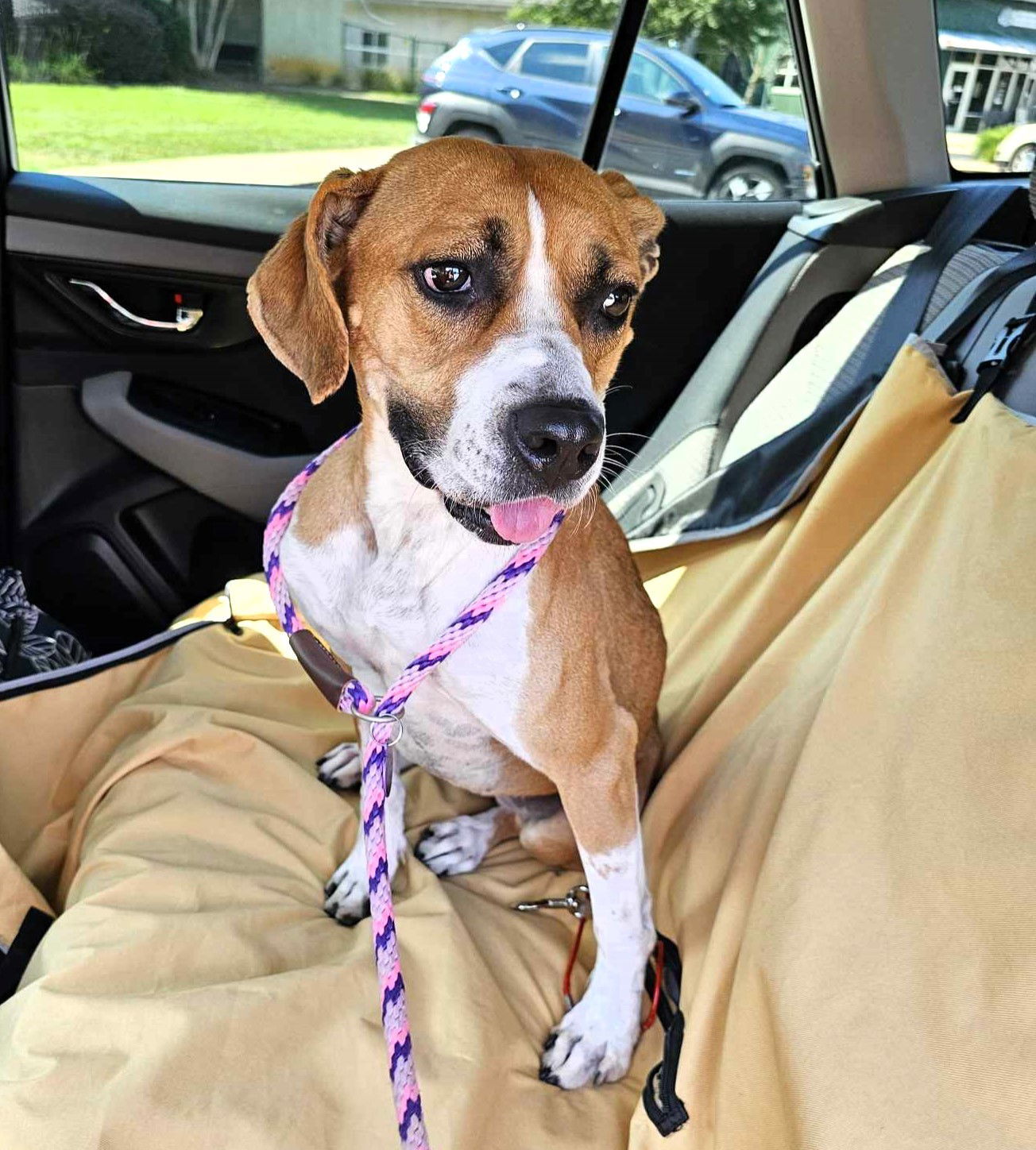 Rita, an adoptable Mixed Breed in Shelburne, VT, 05482 | Photo Image 1