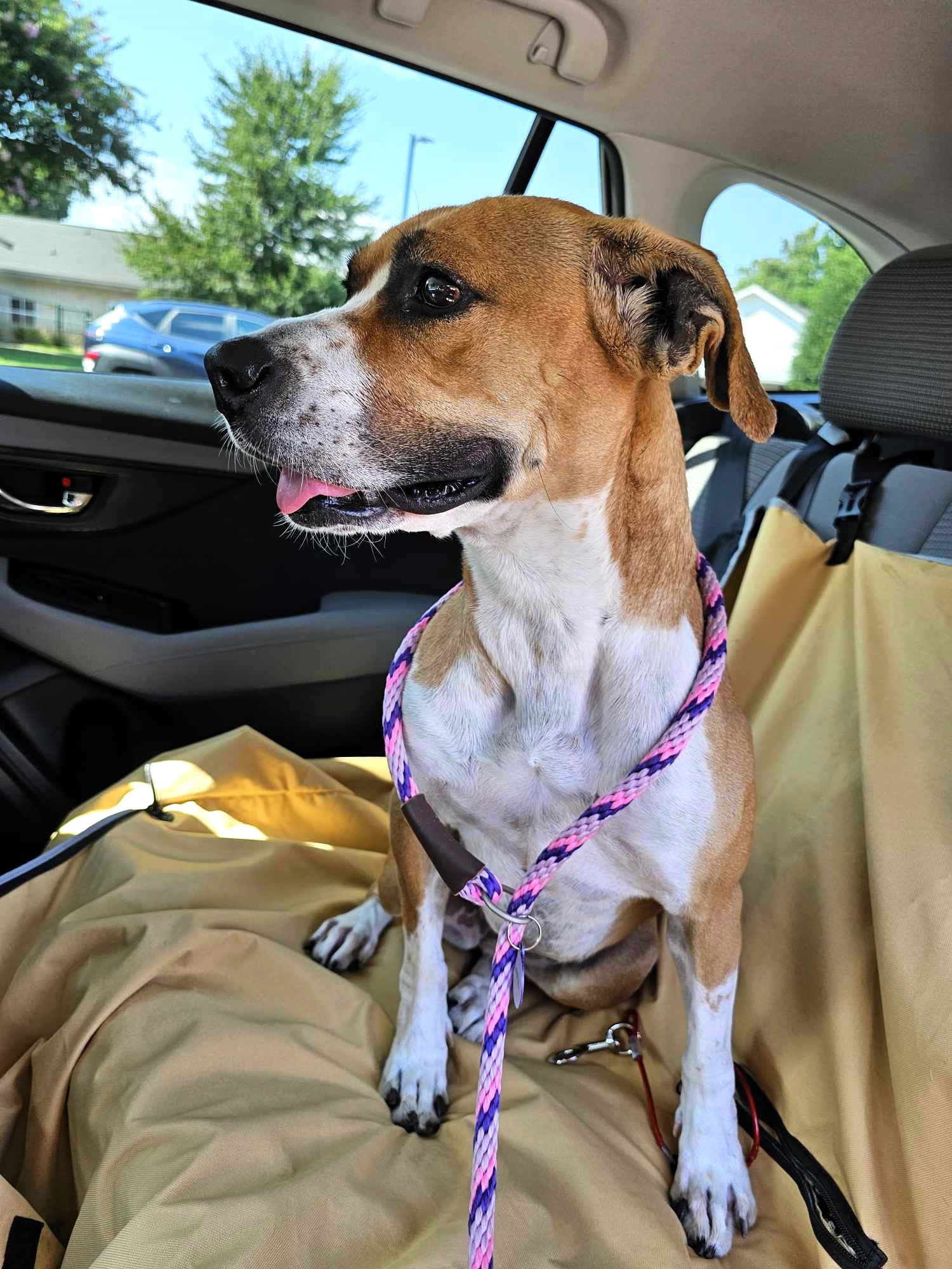 Rita, an adoptable Mixed Breed in Shelburne, VT, 05482 | Photo Image 2