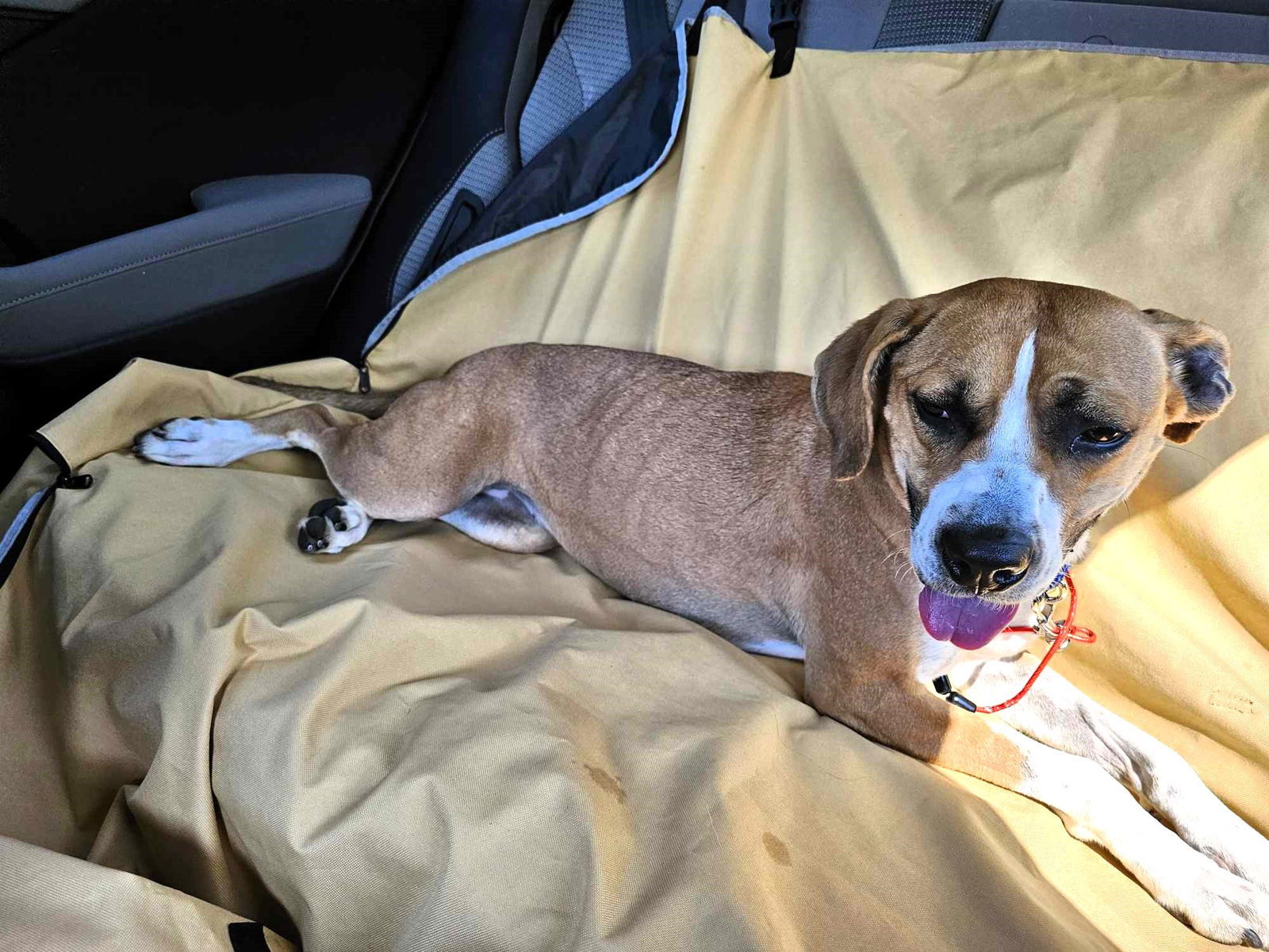 Rita, an adoptable Mixed Breed in Shelburne, VT, 05482 | Photo Image 3