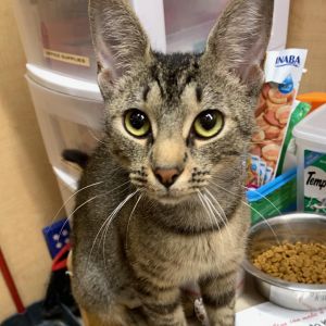 Meet Sophie a young brown tabby with a heart full of love and a mind full of c