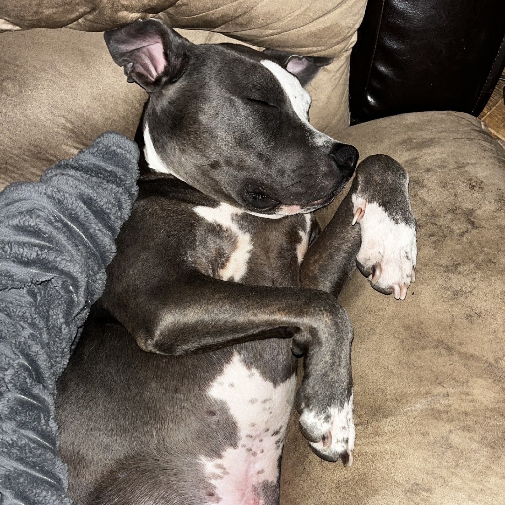 Dallas, an adoptable Mixed Breed in Grand Rapids, MI, 49534 | Photo Image 1