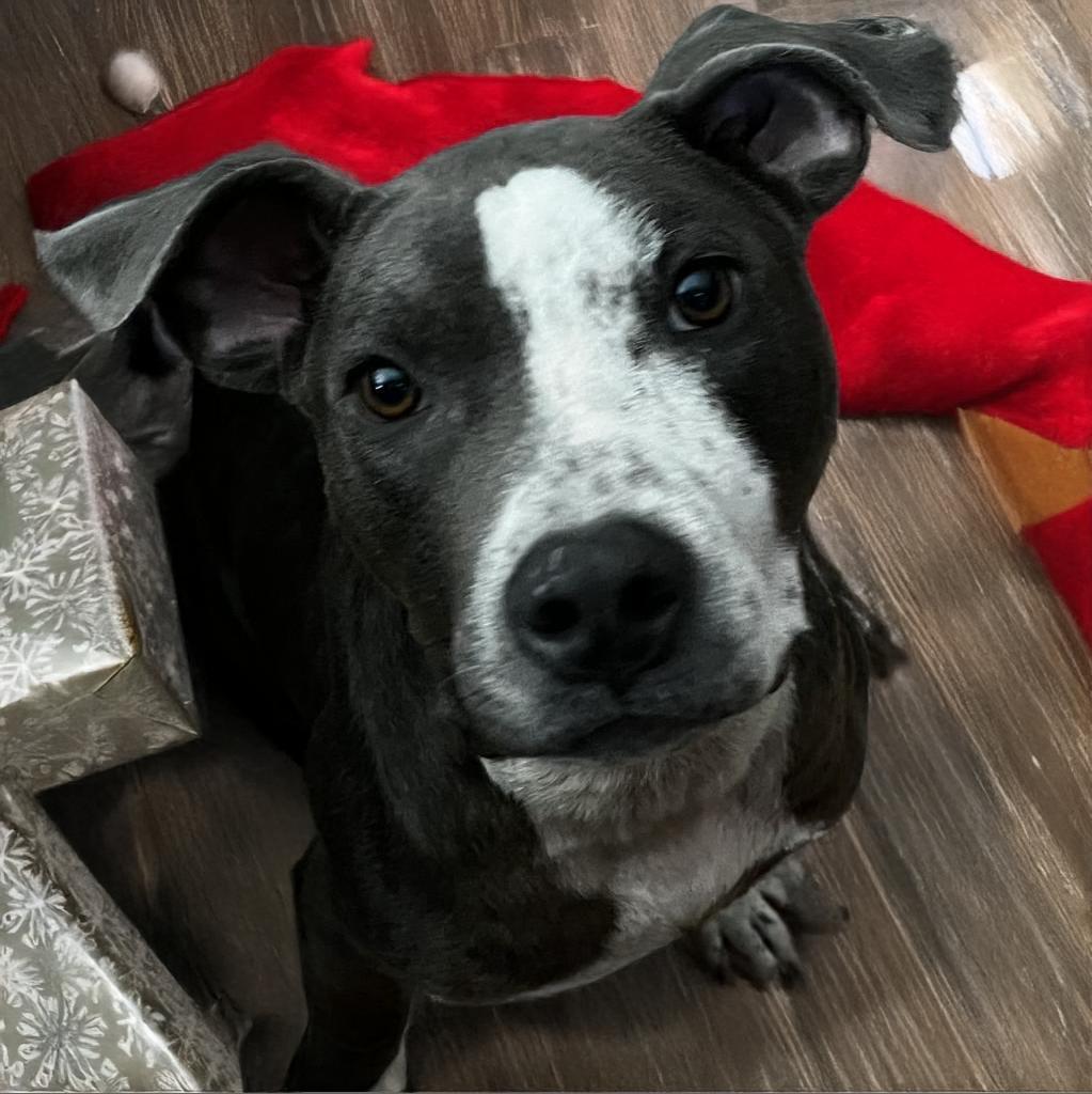 Dallas, an adoptable Mixed Breed in Grand Rapids, MI, 49534 | Photo Image 2