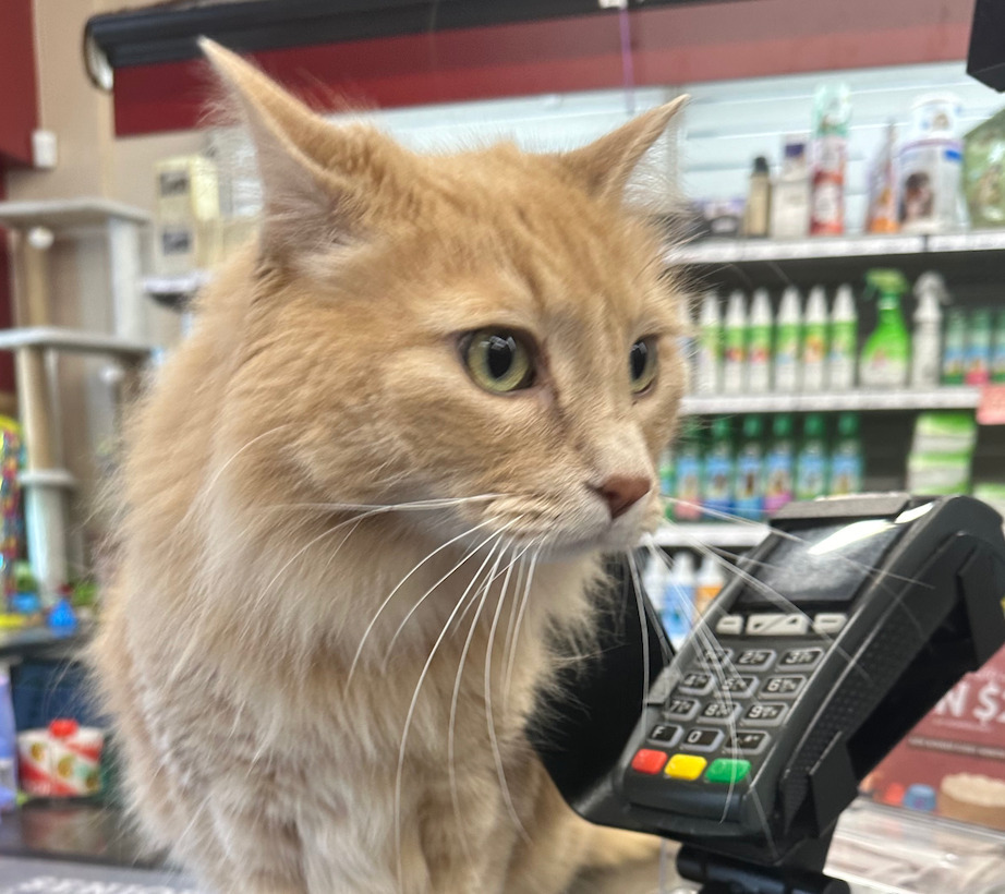 Samuel, an adoptable Domestic Long Hair in Calgary, AB, T3S 0C5 | Photo Image 5