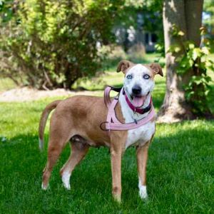 Sadie, Adult Female Australian Shepherd