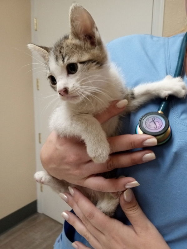 Amaretta, an adoptable Calico in Alturas, CA, 96101 | Photo Image 1