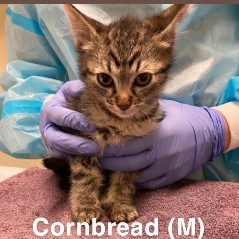 Cornbread, an adoptable Domestic Short Hair in Taos, NM, 87571 | Photo Image 1