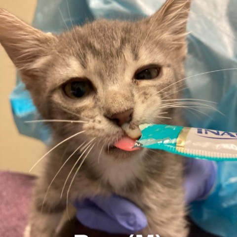 Rye, an adoptable Domestic Short Hair in Taos, NM, 87571 | Photo Image 3