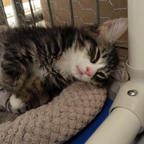 Baguette, an adoptable Domestic Long Hair in Taos, NM, 87571 | Photo Image 1