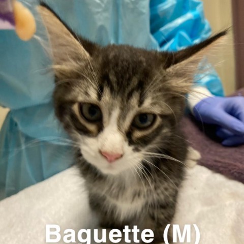 Baguette, an adoptable Domestic Long Hair in Taos, NM, 87571 | Photo Image 3