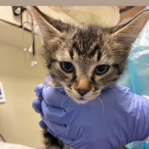 Sourdough, an adoptable Domestic Short Hair in Taos, NM, 87571 | Photo Image 1