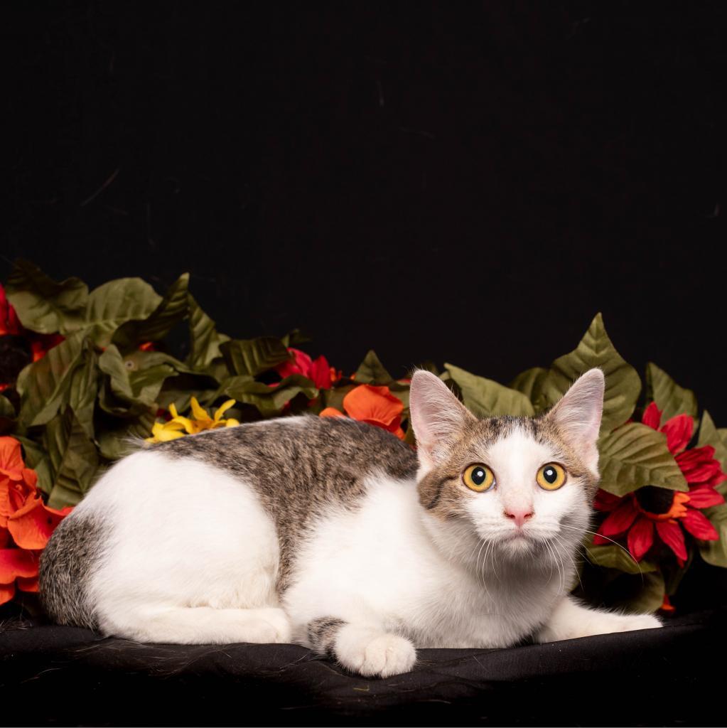 Rumi, an adoptable Domestic Short Hair in Hackett, AR, 72937 | Photo Image 1