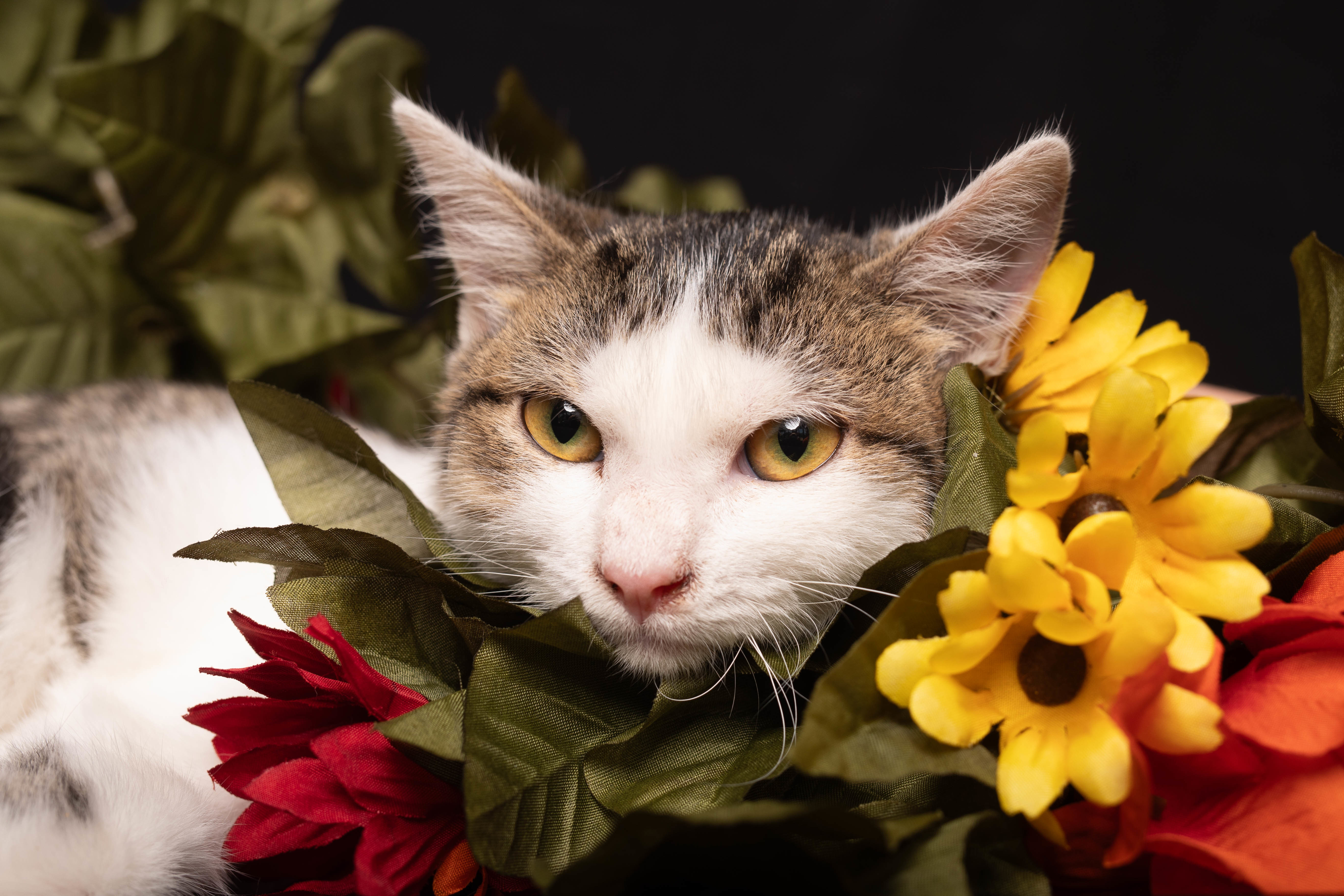 Rumi, an adoptable Domestic Short Hair in Hackett, AR, 72937 | Photo Image 2